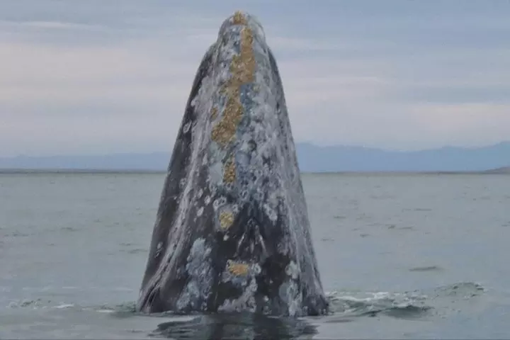 San Diego Whale Watching 3 Hour Tour Mission Bay on the Legacy