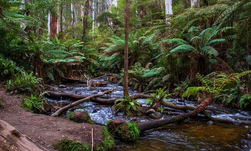 Image 9: Puffing Billy, Forest Trails and Yarra Valley Discovery Tour