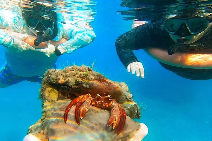2 ½ - Hour Guided Snorkel Tour of Phil Foster park, Free Videos!