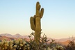 Sonoran Desert Jeep Tour - Second Medium