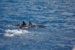 3-Hour Small-Group Maalaea Luxury Snorkel Cruise Tour - Second Medium