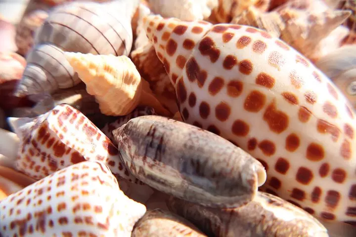 Dolphin and Shelling Cruise for up to 12 people