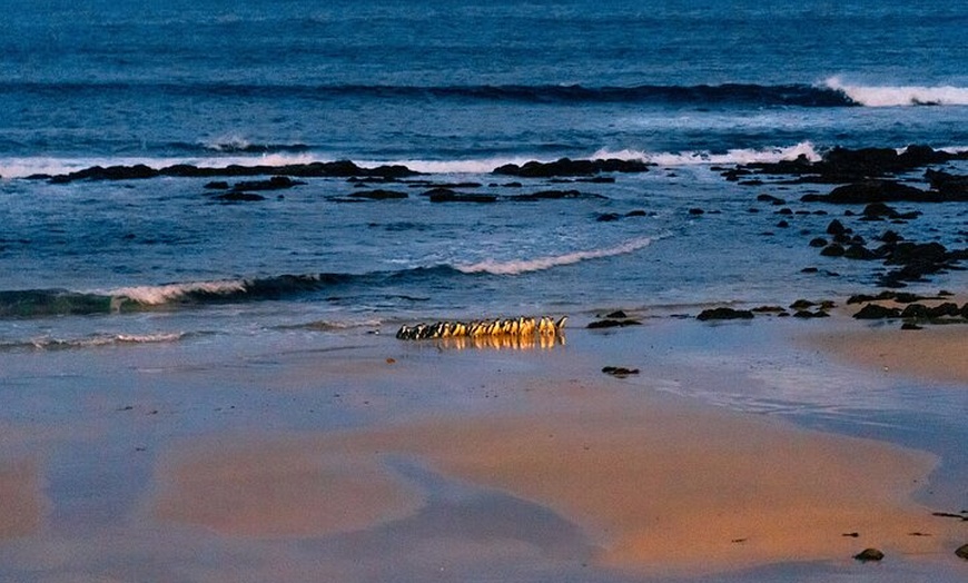 Image 12: Phillip Island and Moonlit Sanctuary Premium Day Tour Small group