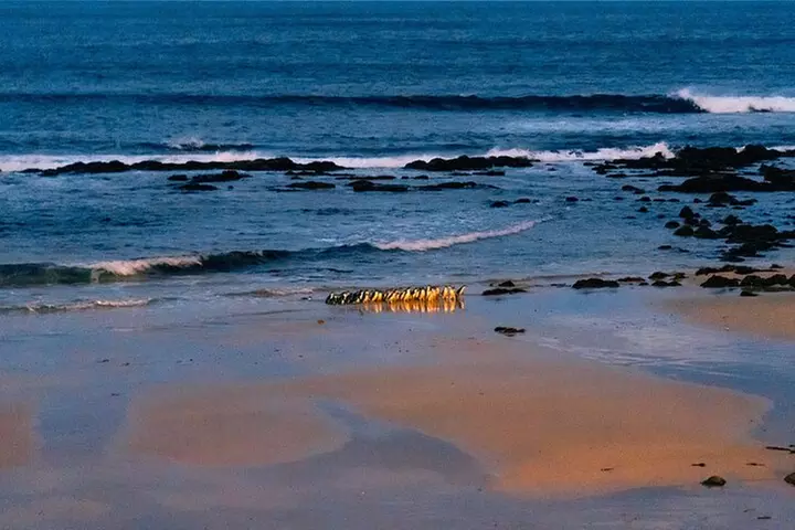 Penguin Parade Express Private Tour Melbourne to Phillip Island - Image 7