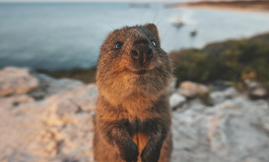 Image 4: Rottnest Island Round-Trip Ferry from Perth