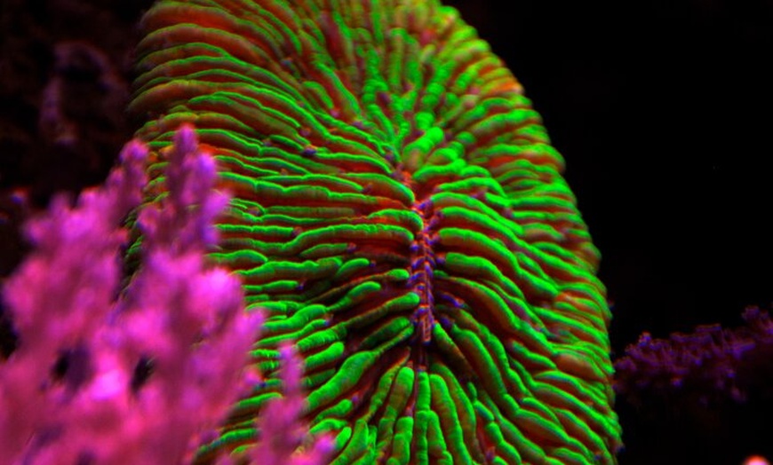 Image 11: Acuario de Palma con autobús de vuelta desde Port Alcudia