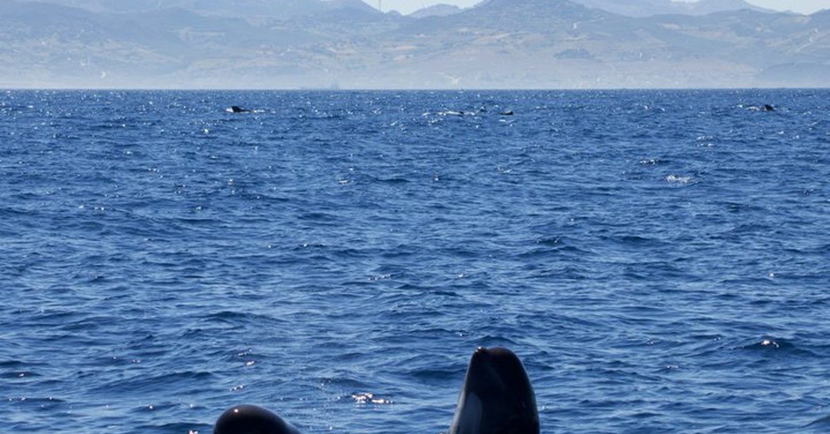 Tour privado de avistamiento de ballenas desde Sevilla