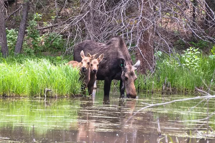 2 Hour Guided UTV Tour in Woodland Park