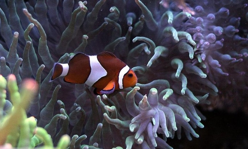 Image 3: Acuario de Palma con autobús de vuelta desde Port Alcudia