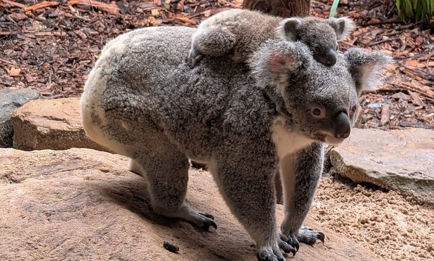 Image 3: Blue Mountains Day Trip + Sydney Zoo +Three Sisters + Waterfalls