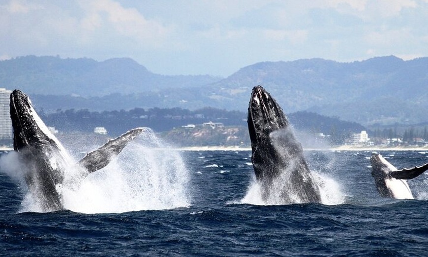 Image 3: Whale Watching Tour with Spirit of Gold Coast