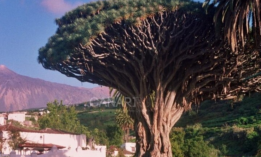 Image 4: Tour Grand VIP Tenerife con guía privado Por Mercedes clase V