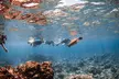 Snorkel with Turtles and Free Underwater Photos Lahaina - Second Medium