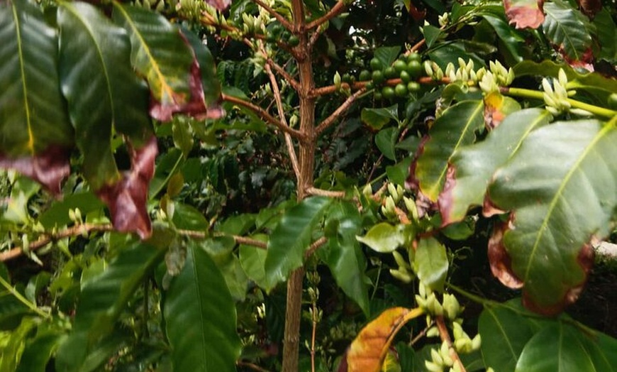 Image 8: Explora el Café de Gran Canaria en Finca Los Castaños