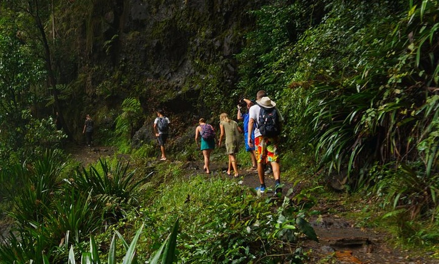 Image 4: Glow Worms - Nocturnal Rainforest/Waterfall Adventure