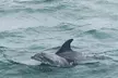 Daily Dolphin Cruise + Sightseeing Tour on Pensacola Beach - Second Medium