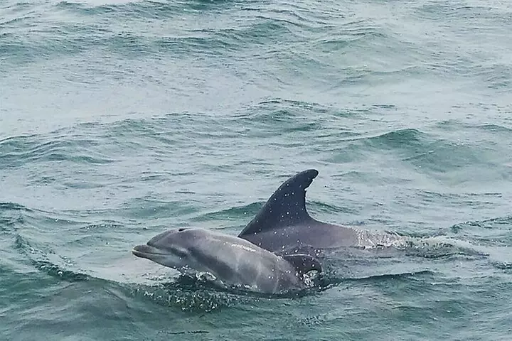 Daily Dolphin Cruise + Sightseeing Tour on Pensacola Beach