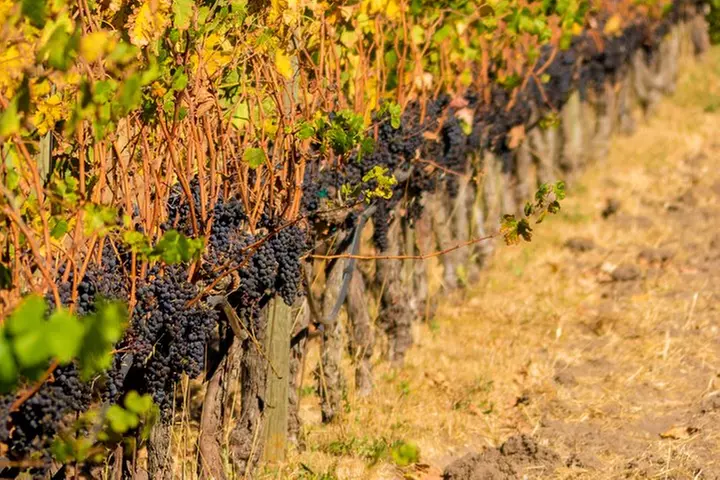 Half-Day Wine Country Tour from San Francisco