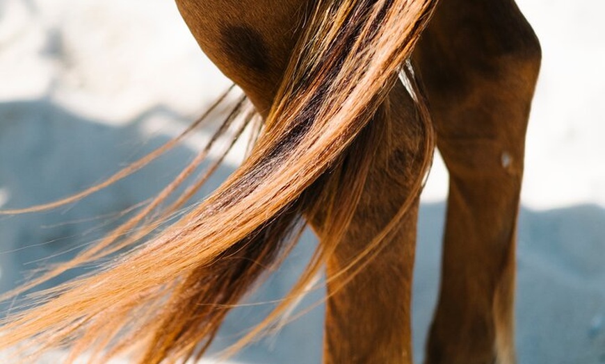 Image 9: Australia: Coffs Harbour Beach Horse Ride & Lagoon Swim + Photos