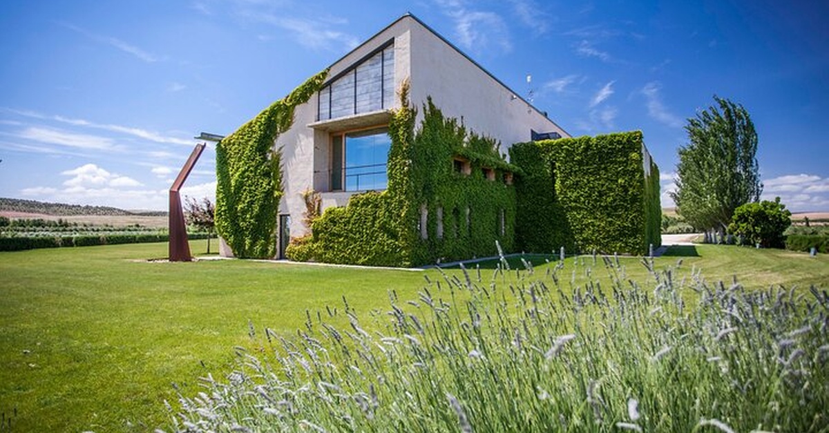Visita privada y cata de aceite de oliva ecológico Artajo en Navarra
