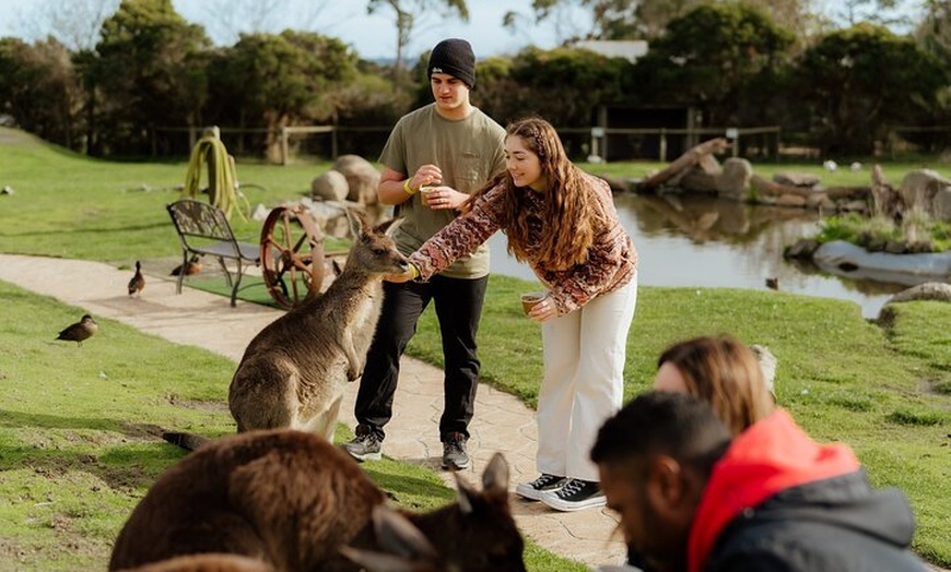 Image 5: Melbourne: Penguin Parade , Koala & Brighton Bathing Boxes