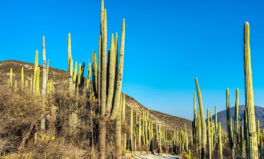 Image 2: From Puebla: Private Tour to Tehuacán Biosphere Reserve + mezcal