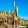 Image 2: From Puebla: Private Tour to Tehuacán Biosphere Reserve + mezcal