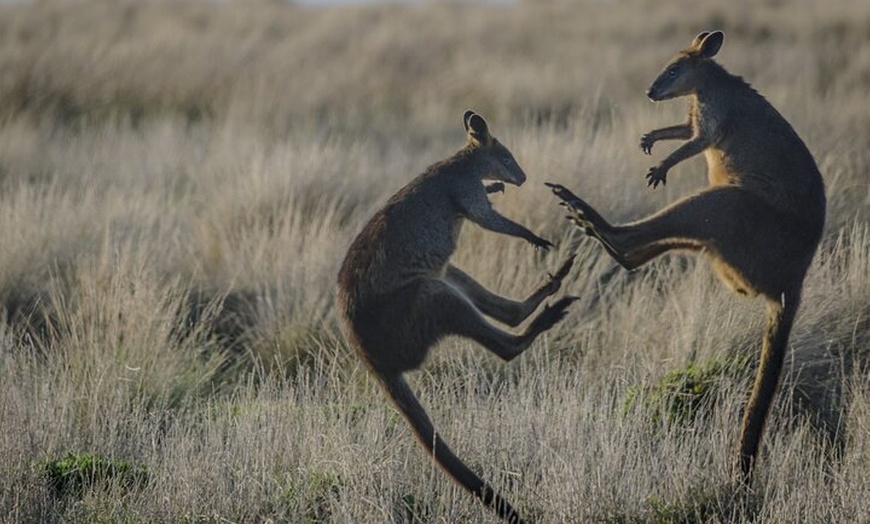 Image 7: Bunurong Coast and Penguin Parade Private Tour