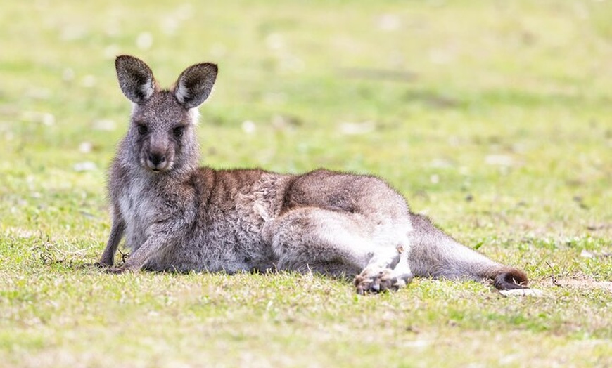 Image 8: Kiama Coastal Day Tour in Sea Cliff Bridge Blowhole and Wildlife