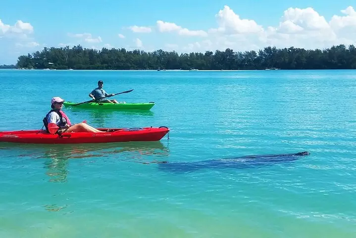 Kayaking with coastal wildlife in Sarasota Bay
