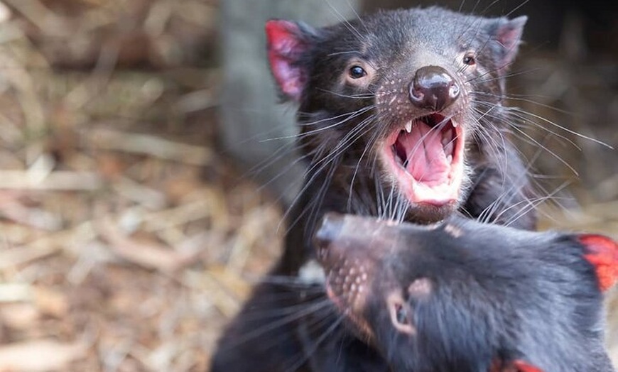 Image 24: Best of Melbourne City & Wildlife Sanctuary for Cruise Passengers