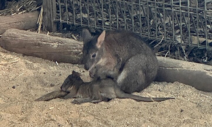 Image 29: PVT Guided Tour: Sydney Opera House and Featherdale Wildlife Park