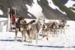 Anchorage Summer Glacier Dogsledding Tour - Second Medium