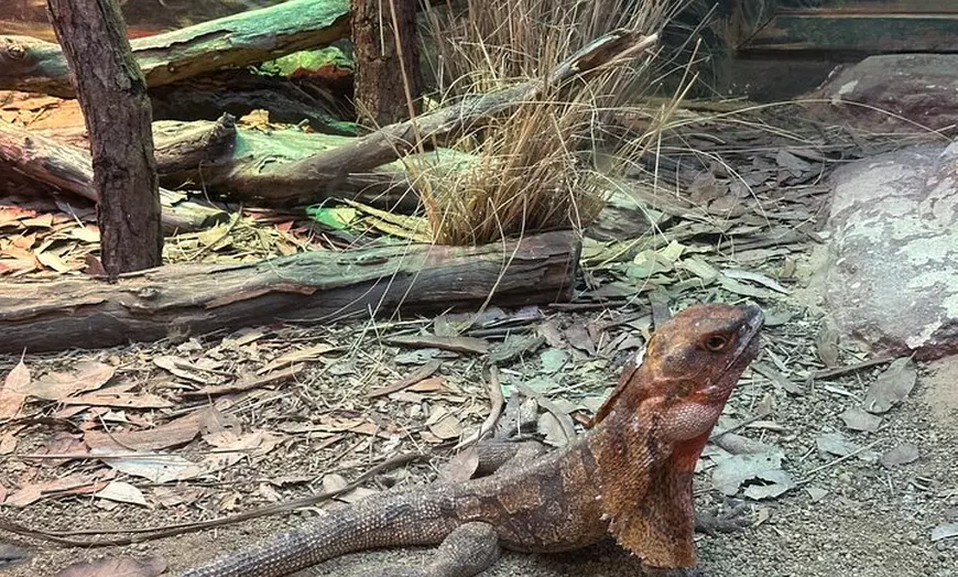 Image 24: PVT Guided Tour: Sydney Opera House and Featherdale Wildlife Park