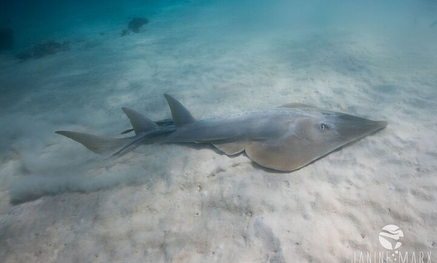 Image 12: Ningaloo Reef Snorkel and Wildlife Adventure