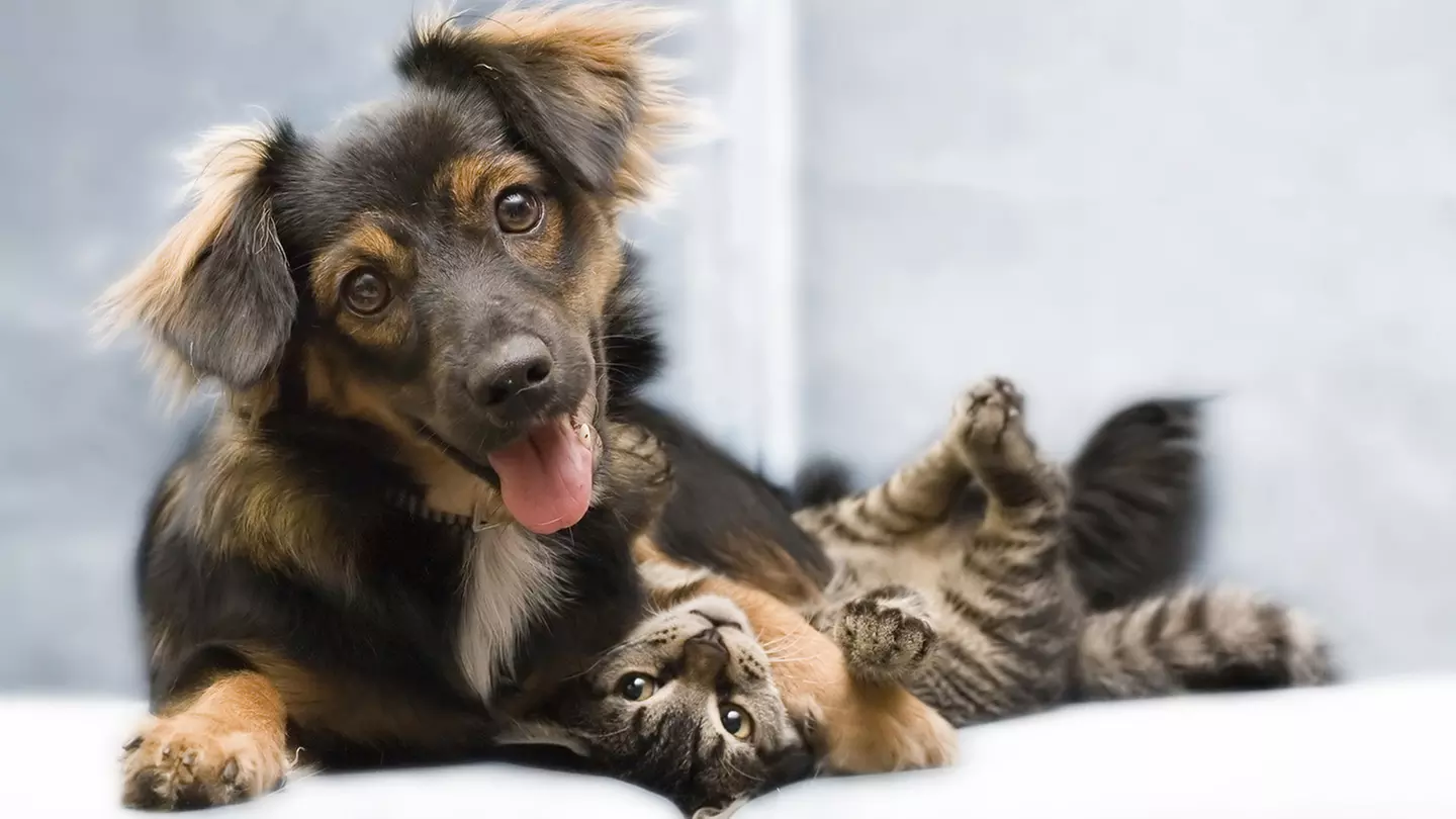 Super Pet Expo at New Jersey Convention & Exposition Center - Primary Image