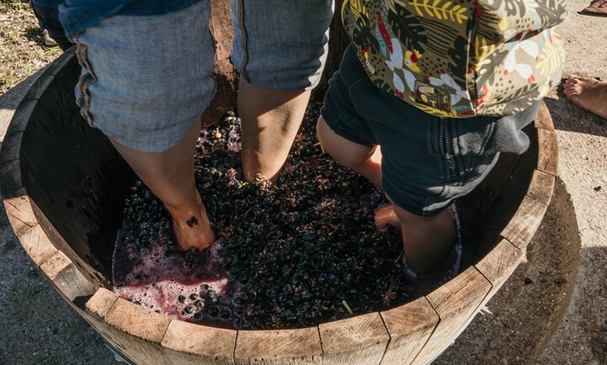 Image 37: Clase magistral de acceso y degustación exclusiva de bodegas secret...