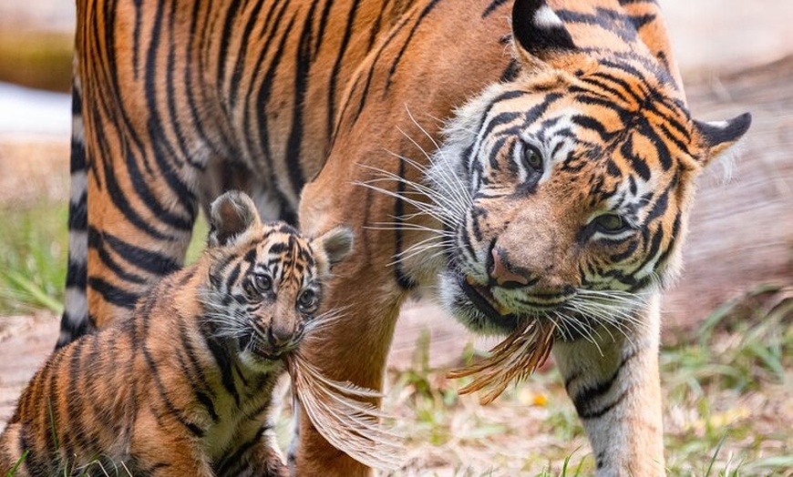 Image 9: Golden Pass - London's All-In-One Sightseeing Ticket