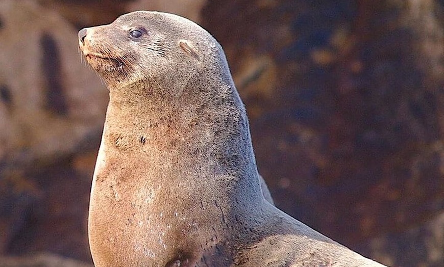 Image 12: Maria Island 3 hours and 30 mins Scenic Cruise