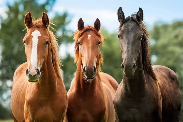Horseback Riding and Wine Tasting Tour - Primary Image
