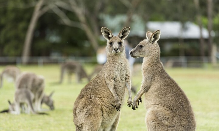 Image 12: 3-Day Adelaide to Melbourne Small-Group Grampian Great Ocean Road