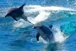 Port Stephens Dolphin Cruise Koalas Sandboarding Japanese Tour - Image 7