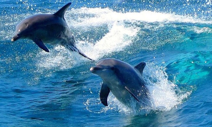 Image 7: Port Stephens Dolphin Cruise Koalas Sandboarding Japanese Tour