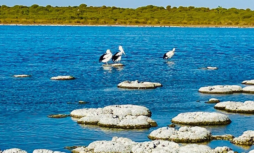 Image 12: 4WD Pinnacles Desert Turquoise Coast and Sand Boarding Adventure