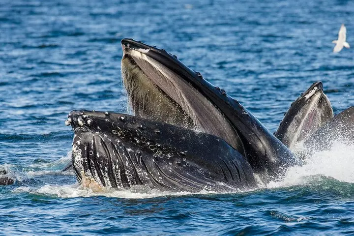 Alaskan Highlights Tour Denali to the Kenai Fjords - Second Medium