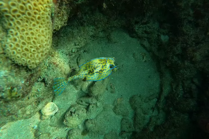 Public Guided Snorkel Tour of Fort Lauderdale Reefs