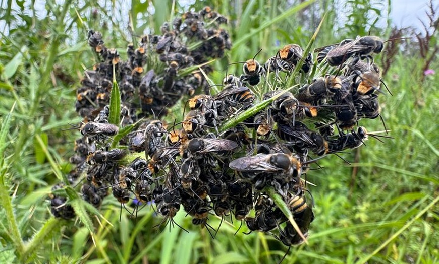 Image 24: Sydney Guided Wildlife Walk Explore Birds and Nature