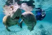 3 hours Manatee Swim Tour in Florida - Second Medium