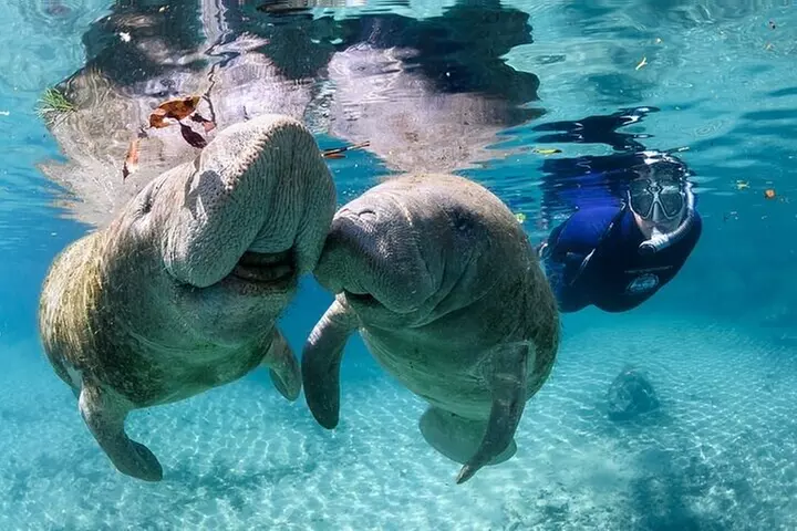 3 hours Manatee Swim Tour in Florida