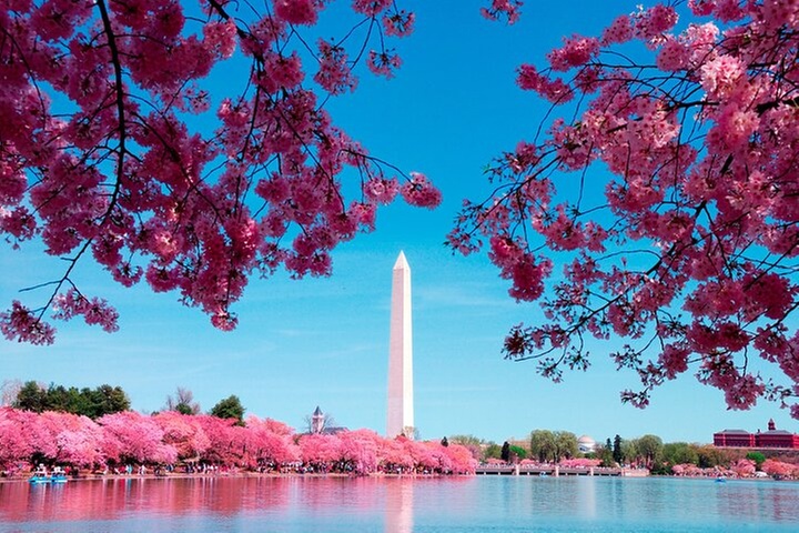 National Mall & Cherry Blossoms with Washington Monument Ticket